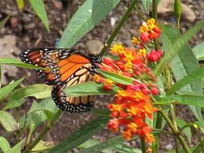 papillon.jpg