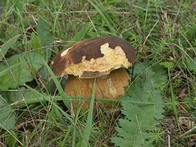 champignon.jpg