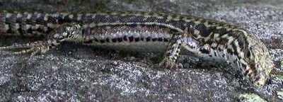 lezard135.jpg