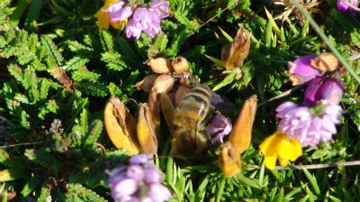 abeille.jpg