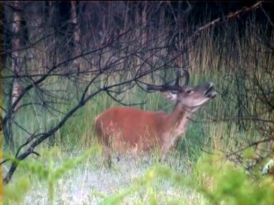 cerf-velours-brame.jpg