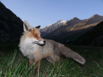 renard.jpg