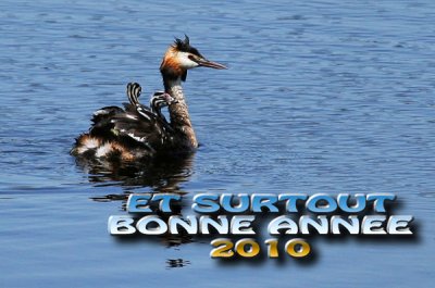 2010 copie.jpg
