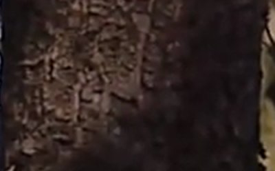 pl002.jpg
