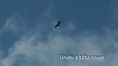 Urubu.jpg