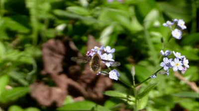 Bombyle 01.jpg