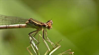Agrion 03.jpg