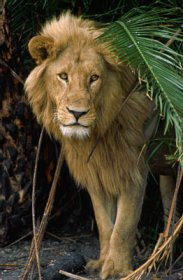 lion.jpg