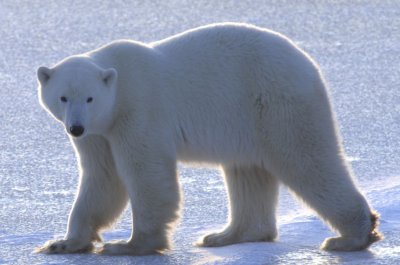 ours-polaire-Andrew_Derocher-UniveristyofAlberta.jpg