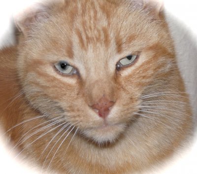 Léon the cat.jpg