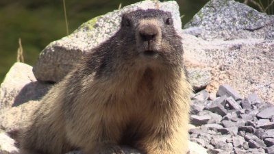 capturé avec un camescope CANON LEGRIA HF G 30 marmotte.jpg
