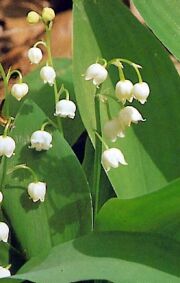 muguet2.jpg