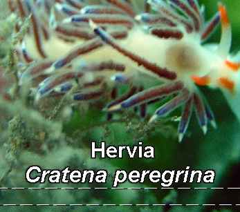 hervia2.jpg
