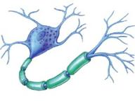 neurone.jpg