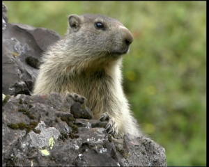 marmotton.jpg