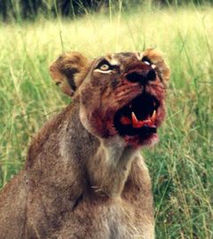 lionne5.jpg