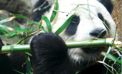 Panda.PNG