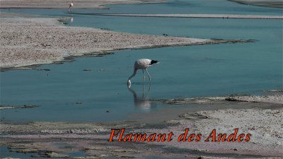 Flamant des andes.jpg