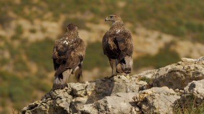 Aigle de Bonelli couple.jpg