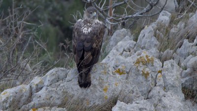 Bonelli femelle France.jpg