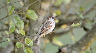 Moineau domestique 10 2019 02.jpg