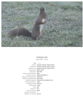 ECUREUIL 01.png