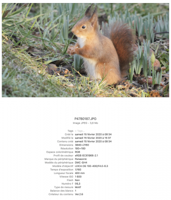 ECUREUIL 02.png