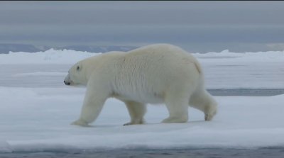 A.E_rotoscopie-ours1.JPG