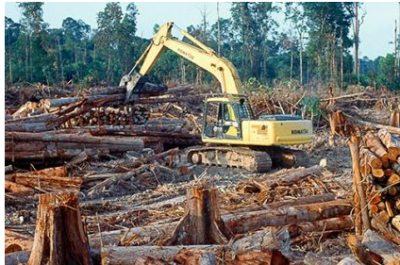 DEforestation repaire.PNG