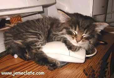 cat-1.jpg
