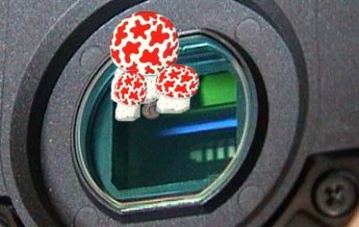 infect-ccd.jpg