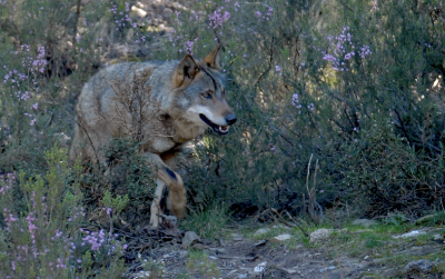 le loup de Castille-Leon.png
