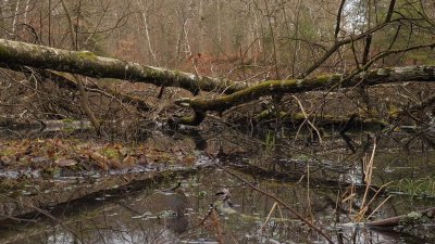 Etang-UHDx2_TL-FHD_Exp-FHD.mp4-snapshot.jpg