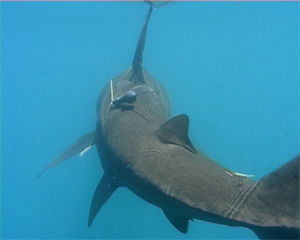 copy-of-rush-requin-pélerin.jpg