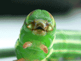 chenill.gif