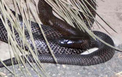 taipan.jpg