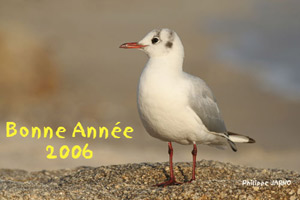 bonne-annnee-mouette-copie.jpg