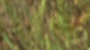B_25p.png