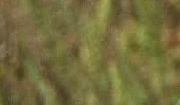 B_50i.png