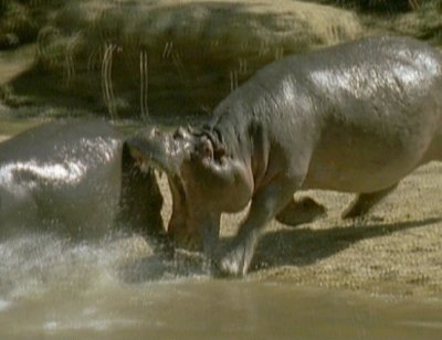 hippo.jpg