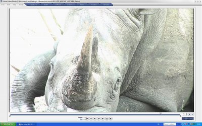 rhino11.jpg