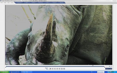 rhino22.jpg