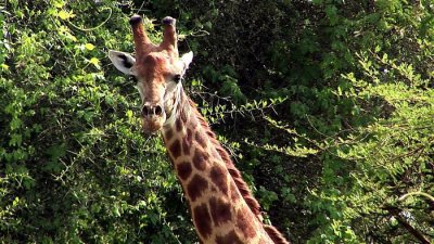 girafe2 optimisée_magix_expo auto.jpg