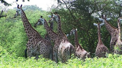 girafe3 optimisée_magix_couleur auto.jpg