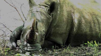 rhino2optimisé_magix.jpg