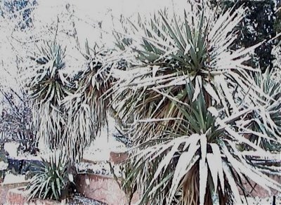 neige yuccas.jpg