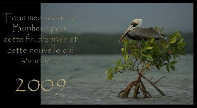 carte-de-voeux-2009.jpg