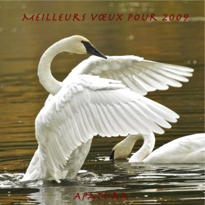 trumpeter swan.jpg