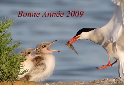 IMG_2917 copie.jpg