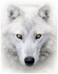 Wolfy